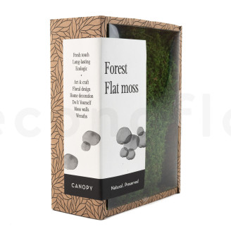 Flat Moss Preserved - Creabox - Green
