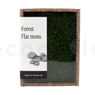 Mousse Plate Préservée - Creabox - Vert