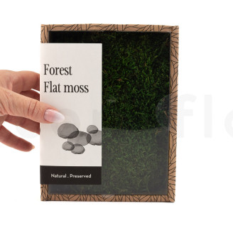 Flat Moss Preserved - Creabox - Green
