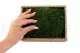 Muschio Piatto stabilizzato (Creabox S) 5