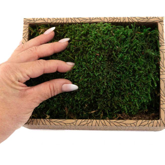 Mousse Plate Préservée - Creabox - Vert