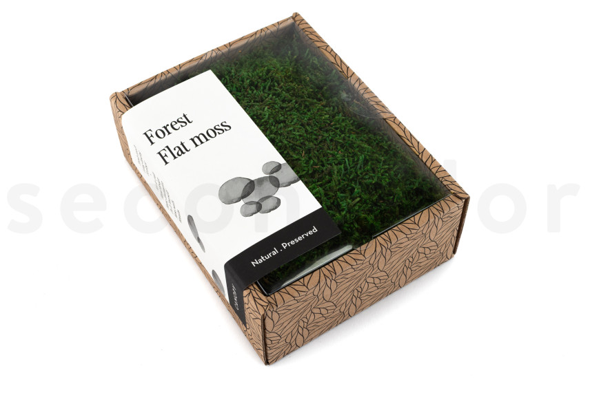 Mousse Plate Préservée - Creabox - Vert