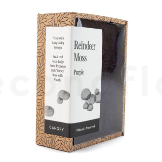 Preserved Reindeer Moss - Creabox - Purple