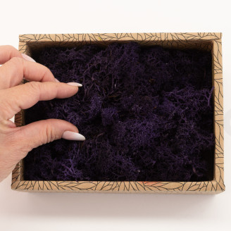 Lichene stabilizzato - Creabox - Viola