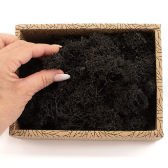 Lichen Préservé - Creabox - Noir