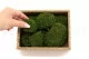 Preserved Mini Ball Moss Nature Green (Creabox S) 4