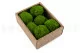 Konservierter Mini Kugelmoos Light Green (Creabox S) 5