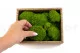 Konservierter Mini Kugelmoos Light Green (Creabox S) 4