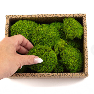 Mini Ball Moss Preserved - Creabox - Light Green