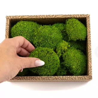 Mini Muschio a sfera stabilizzato Light Green (Creabox S)