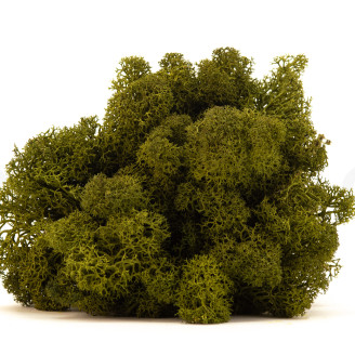 Lichen Préservé - Creabox - Medium Green