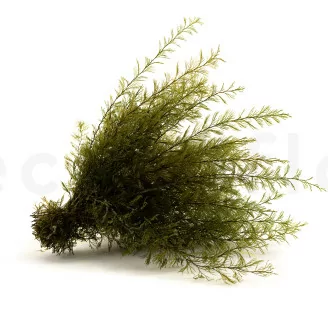 Air Fern stabilizzato Nature Green (Creabox S)