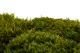 Preserved Hair Moss (Creabox S) 3
