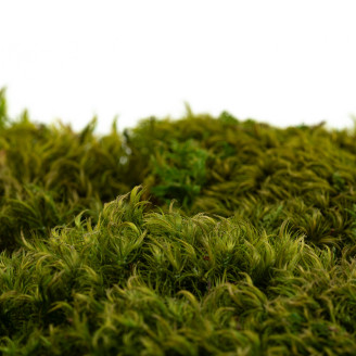 Hair Moss Pr&eacute;serv&eacute;e - Creabox S - Light Green