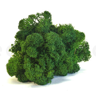 Lichen Préservé - Creabox - Forest Green
