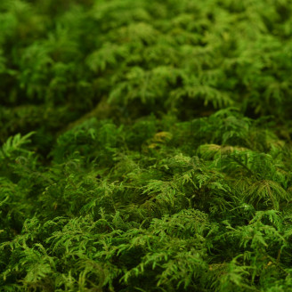 Mousse Foug&egrave;re Stabilis&eacute;e - Creabox - Vert