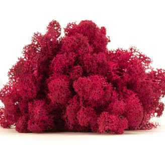 Lichen Préservé - Creabox - Fuchsia