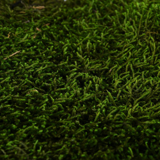 Mousse Longue Stabilis&eacute;e - Creabox - Vert