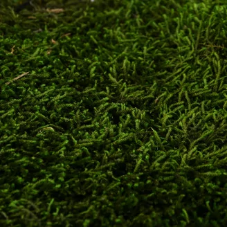 Preserved Long Moss (Creabox S)