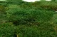 Preserved Flat Moss (Creabox S) 3