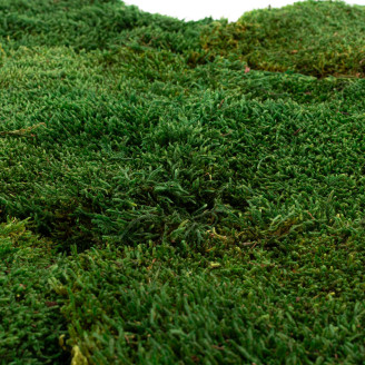 Muschio piatto stabilizzato - Creabox S - Verde