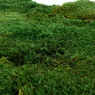 Preserved Flat Moss (Creabox S)