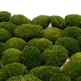 Mini Muschio a sfera stabilizzato Nature Green (Creabox S)
