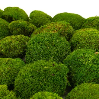 Preserved Mini Ball Moss Light Green (Creabox S)