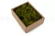 Preserved Reindeer Moss Medium Green (Creabox S) 4