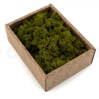 Lichen stabilis&eacute; Medium Green (Creabox S)