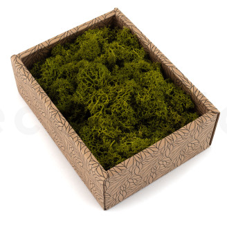Preserved Reindeer Moss - Creabox - Medium Green