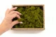 Konserviertes Islandmoos Medium Green (Creabox S) 7
