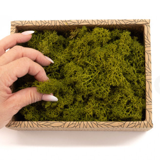 Lichen Préservé - Creabox - Medium Green