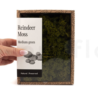 Lichen Préservé - Creabox - Medium Green