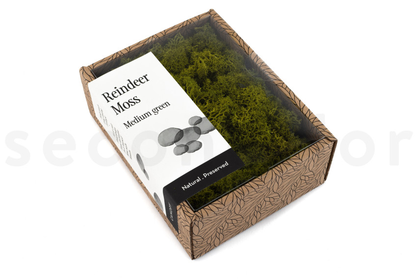 Preserved Reindeer Moss - Creabox - Medium Green