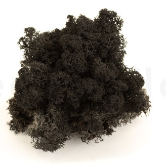 Lichen Préservé - Creabox - Noir