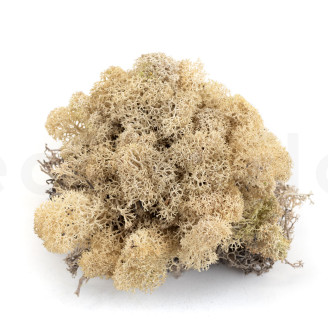 Lichen Préservé - Creabox - Cream