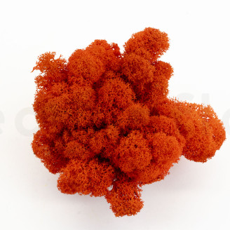 Lichen Préservé - Creabox - Orange
