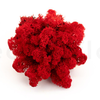Lichene stabilizzato - Creabox - Rosso