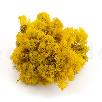 Lichen Préservé - Creabox - Jaune