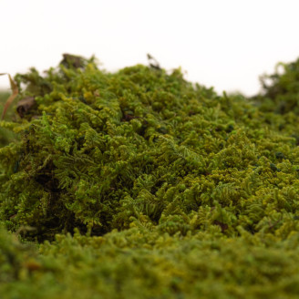 Mousse de Roche Stabilis&eacute;e - Creabox - Vert 