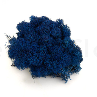 Lichene stabilizzato - Creabox - Royal Blue
