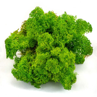 Lichen Préservé - Creabox - Light Green