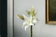 K&uuml;nstliche wilde Amaryllis Wei&szlig; 1