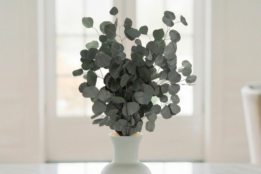 Eucalyptus Populus Preserved - Green