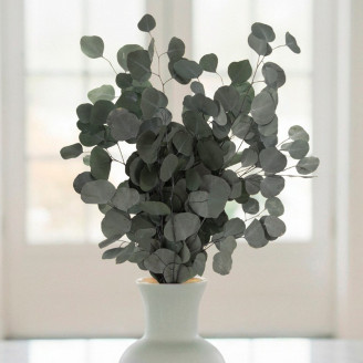 Eucalyptus Populus Stabilized - Green
