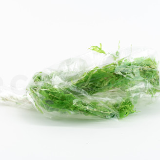 Helecho acuático Preservado - Verde
