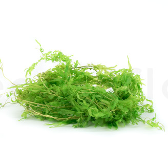 Helecho acuático Preservado - Verde