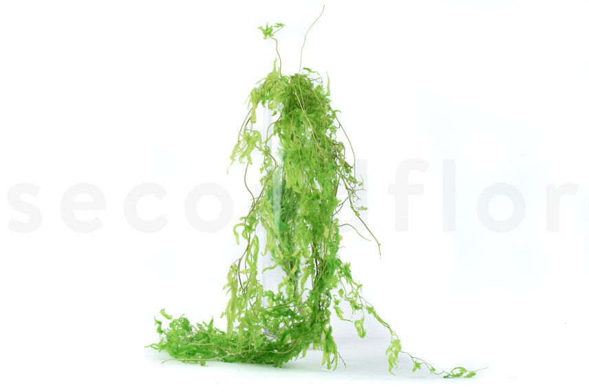 Fougère Aquatique Stabilisée - Vert