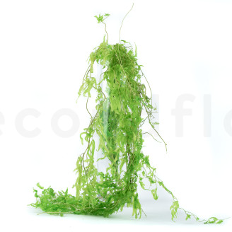 Fougère Aquatique Stabilisée - Vert